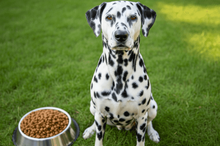 Ração super premium 20 kg: Melhores opções para cães 4 racao-super-premium-20-kg